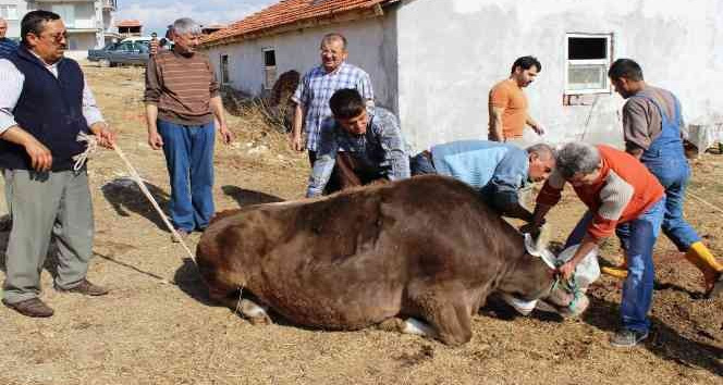 Uşak’ta gebe veya damızlık hayvan kesimi yasaklandı