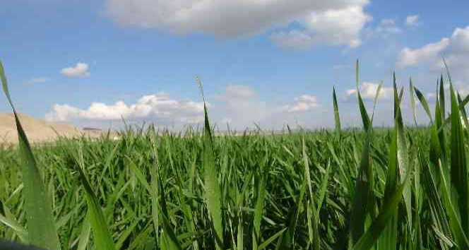 Yağışlar çiftçiye umut oldu, şimdi gözler nisan yağmurlarında