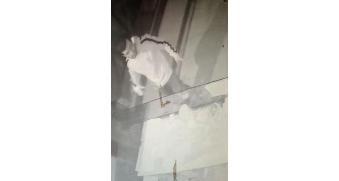 SMA hastası bebek için toplanan bağış kutusu çalındı