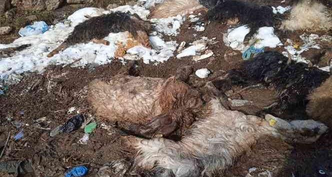 Siirt’te hayvanları telef olan besici yardım bekliyor