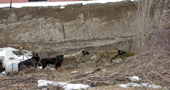 Gümüşhane’de başıboş sokak köpekleri çocukların kabusu oldu