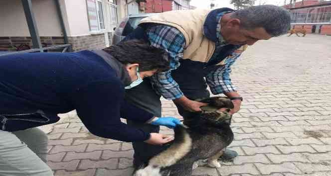 Kırklareli’nde kedi ve köpekler kuduz aşısı uygulanıyor