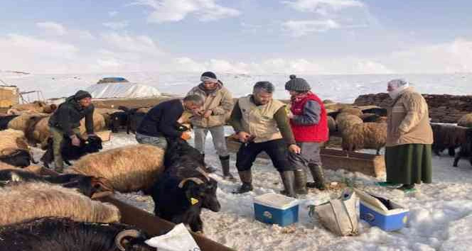 Güroymak’ta hayvanları aşılama çalışması