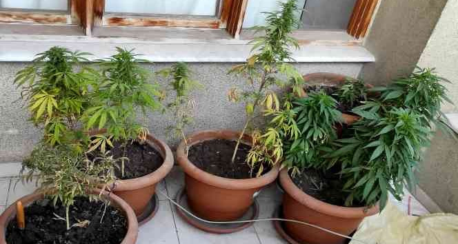 Evinin balkonunda kenevir yetiştiren şahıs gözaltına alındı