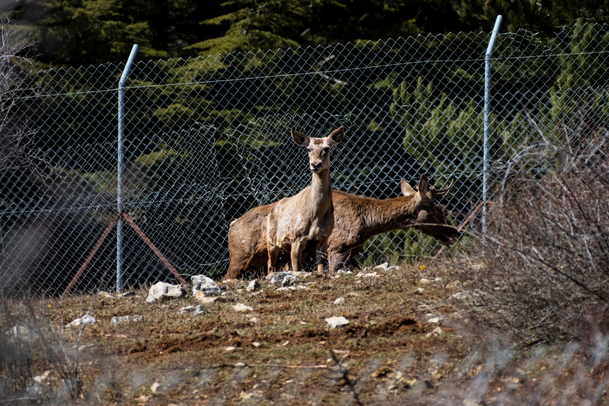 Spil Dağı&#039;na kızıl geyik salındı