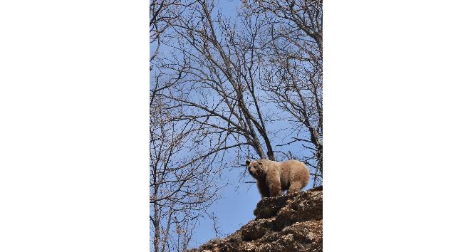 Bozayı doğa fotoğrafçısını ’poz verdi’