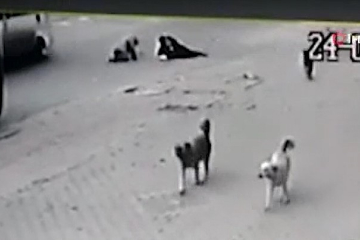 Köpeklerin saldırısından kaçarken aracın altında kalıyorlardı