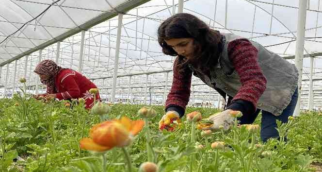 Meslek lisesi öğrencileri için uygulamalı tarım protokolü