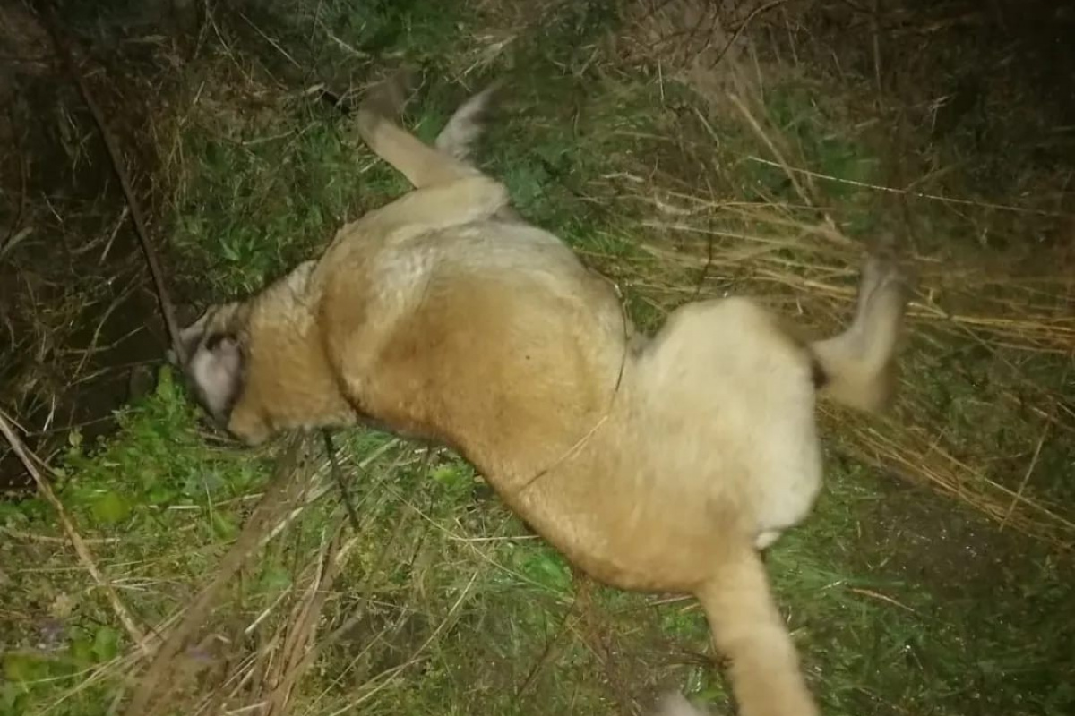 Yok böyle vicdansızlık...30 köpeği zehirleyip öldürdüler
