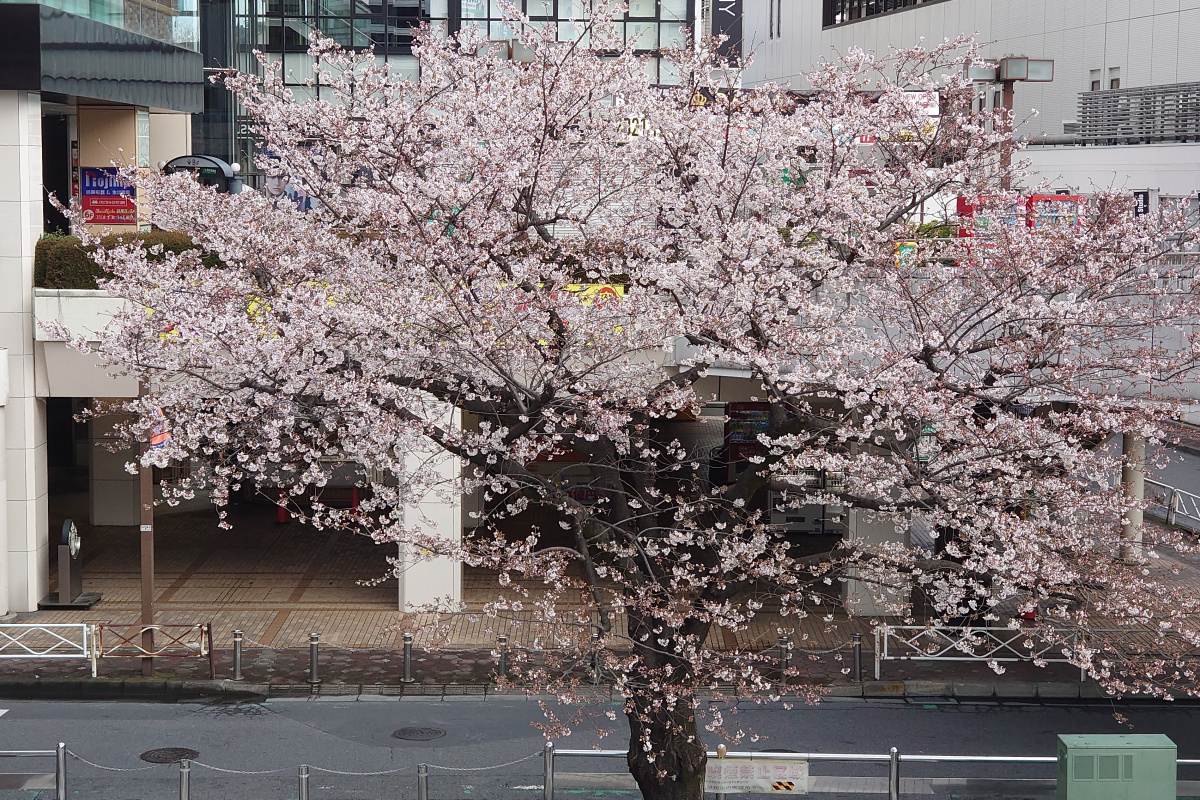 Japonya’da kiraz çiçeği mevsimi başladı