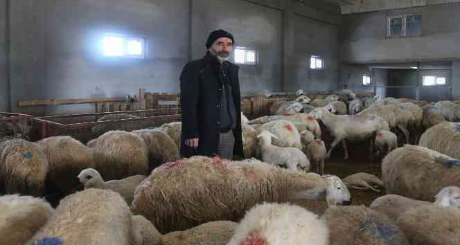 220 koyunu telef oldu, yem firması hakkında suç duyurusunda bulundu