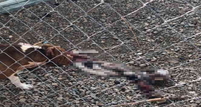 Çanakkale Belediye Barınağı’nda aç kalan pitbulllar birbirini parçaladı