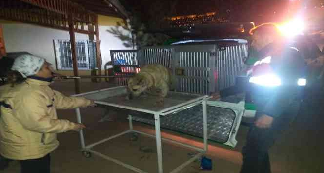 Mardin’de yaralı halde bulunan köpeğe ilk müdahale ‘Haydi Timi’nden