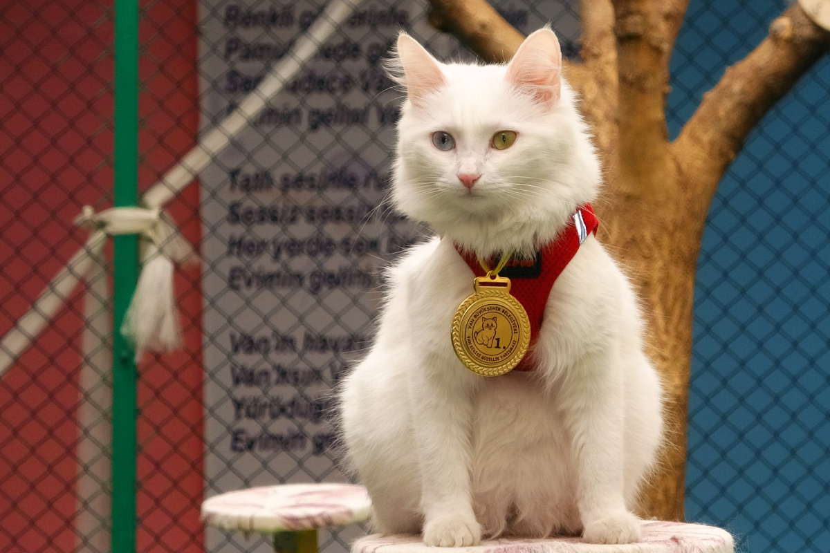Yılın en güzel Van kedisi ‘Mia’ ilgi odağı
