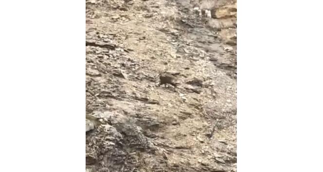 Tunceli’de çengel boynuzlu dağ keçileri görüntülendi