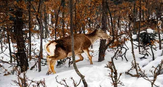 Kızıl geyikler havadan görüntülendi