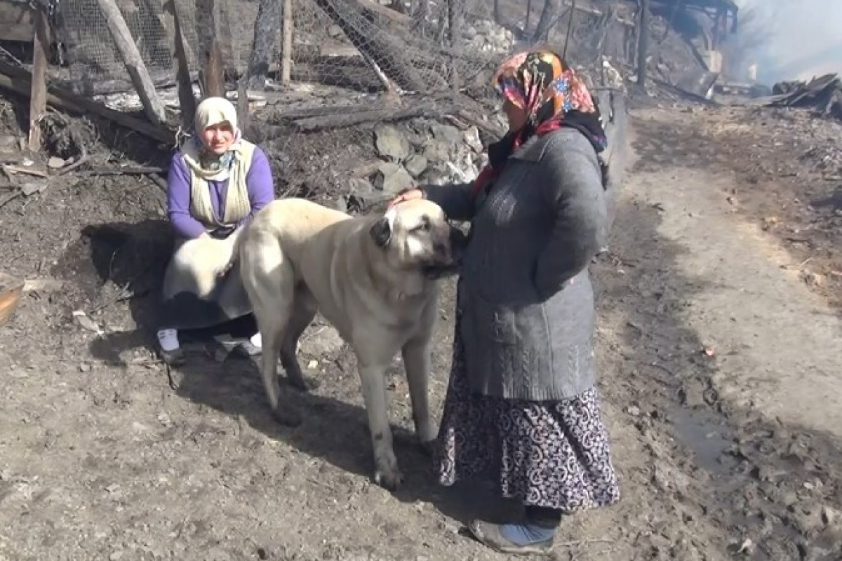 Kendilerini yangından kurtaran köpeği gözyaşları içinde sevdiler
