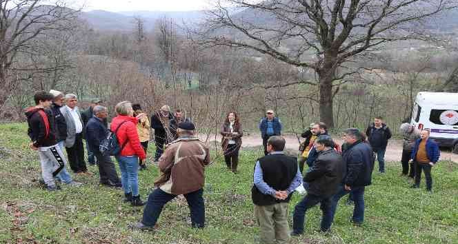 Yalova’da çiftçilere Trabzon hurması budama eğitimi