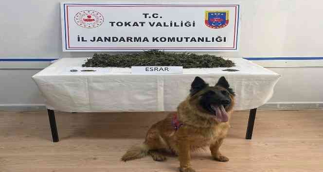 Tokat merkezli 3 ilde uyuşturucu operasyonu: 24 kişi gözaltı