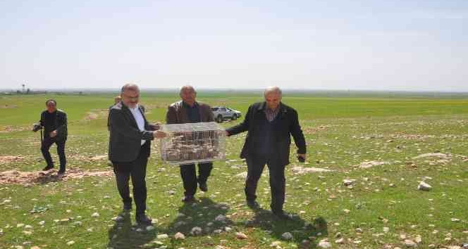 Mardinli iş adamı süne ile mücadele için 300 kınalı kekliği doğaya saldı