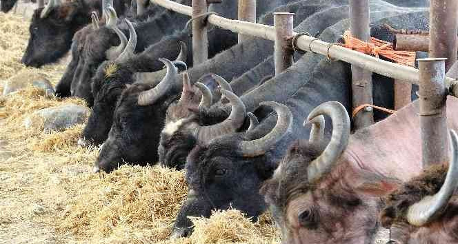 Cumhurbaşkanı Erdoğan tavsiye etti, Tokat’ta üretimde ön sıralarda yer alıyor