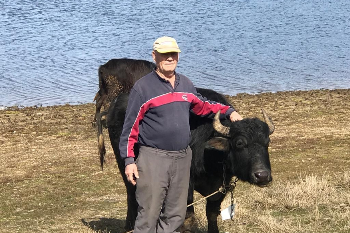 Elleriyle yaptığı doğal manda yoğurdunu Cumhurbaşkanı Erdoğan'a ikram etmek istiyor