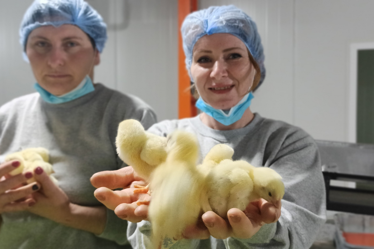 Türk civcivi Gürcistan’dan dünyaya yayılıyor