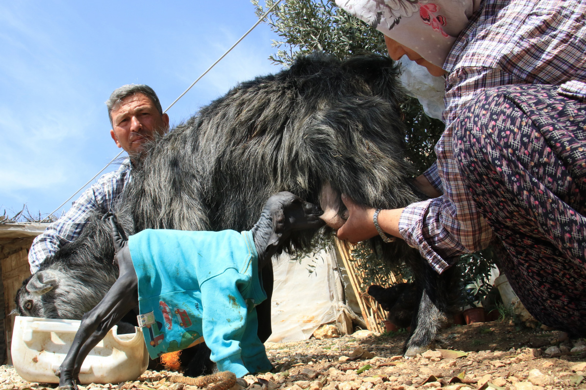 Böyle doğdu! Görenler şaştı kaldı...