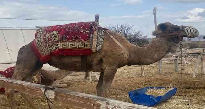 Develere çip takılacak