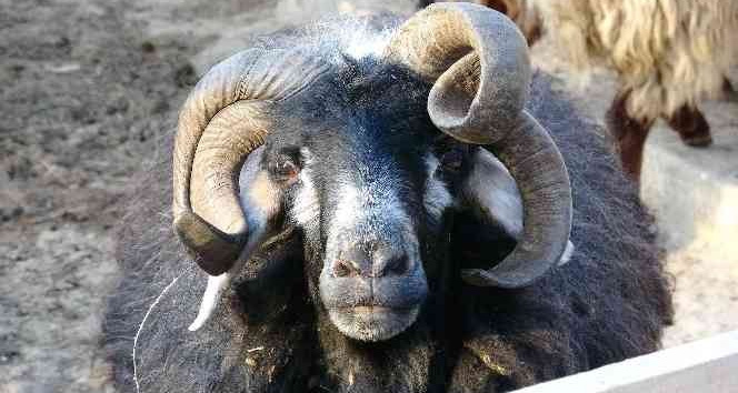 4 yaşında 4 boynuzu ile dikkat çekti