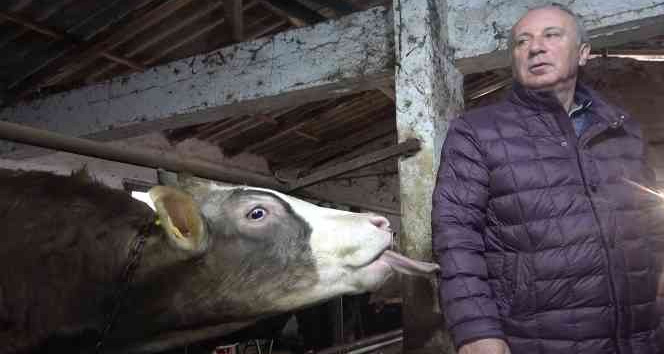 Muharrem İnce’den ahırda basın toplantısı