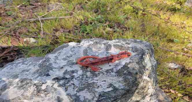 Fethiye’de Kuyruklu Kurbağa operasyonu