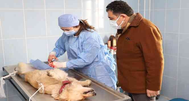 Veteriner işleri müdürlüğü ekipleri kısırlaştırma yapmaya başladı