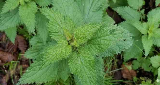 Giresun Isırganı coğrafi işaret aldı