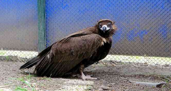 Nesli tehlike altında... Köylülerin bitkin halde bulduğu kara akbaba tedaviye alındı