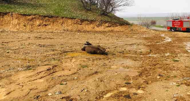 Bingöl’de çamura saplanan inek kurtarıldı