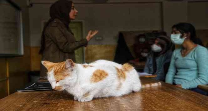 Diyarbakır’da tedavi edilen kediler, okulun maskotu oldu