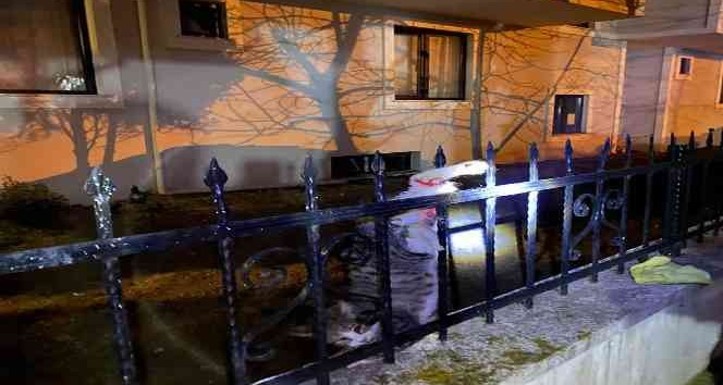 Çiftlikköy’de kedi kurtarma operasyonu