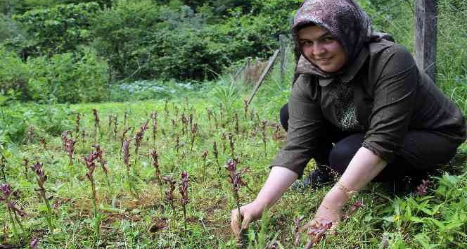 Giresun’da fındığa ek gelir maviyemiş ve salep üretimine hibe desteği