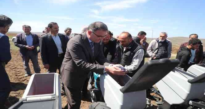 Tokat’ta, 700 çiftçiye yüzde 50 hibeli ayçiçeği tohumu dağıtıldı