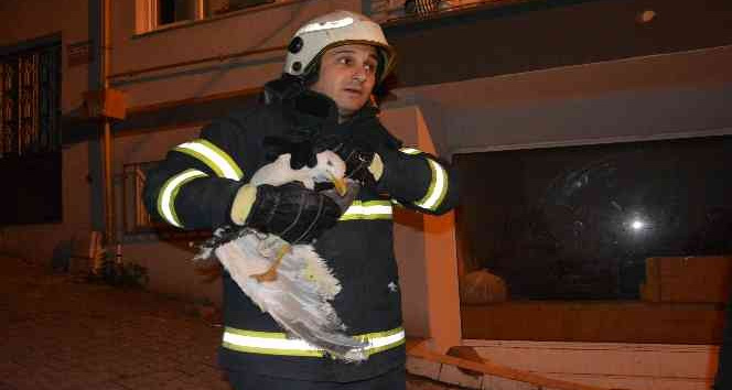 Apartmanın havalandırma boşluğuna düşen martı çocuğun dikkati sayesinde kurtarıldı