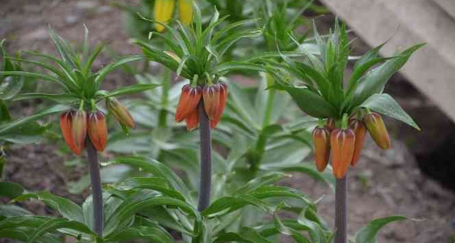 Şırnak’ta yılın ilk ‘ters laleleri’ açtı, koparana 70 bin lira ceza