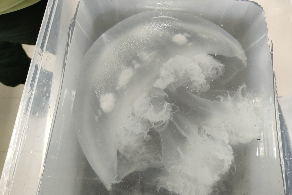 Antalya kıyılarındaki göçmen denizanaları sualtında yakından görüntülendi