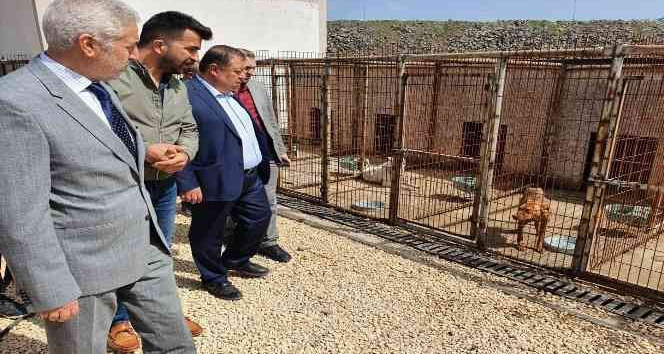 Başkan Ramazan, hayvan barınağında incelemelerde bulundu