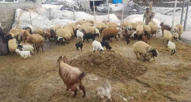 Adilcevaz’da bir yanda kış bir yanda bahar