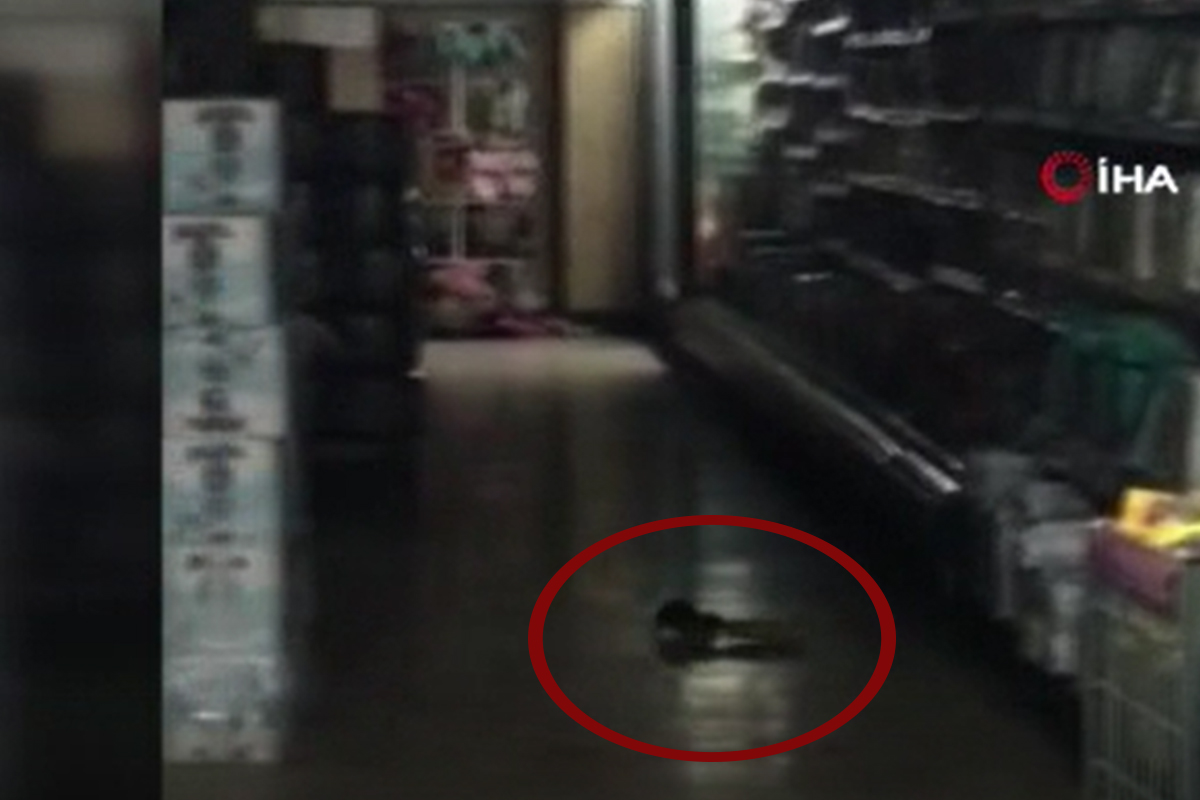 Dev market zincirinin şarküteri reyonunda cirit atan fare kamerada