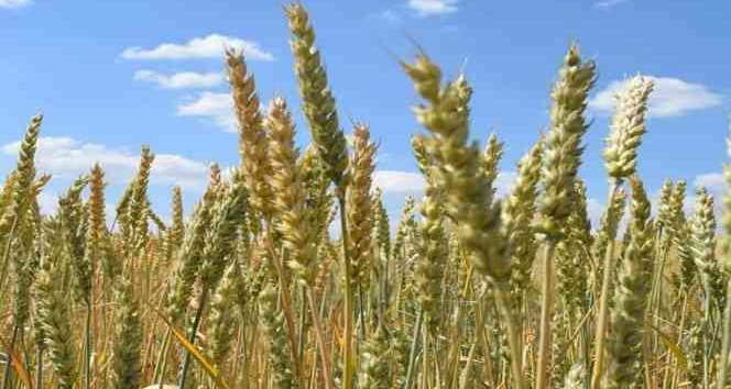 Yeni buğday çeşidine ’Karacakurt’ ismi verildi