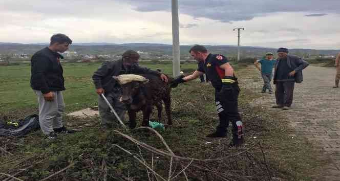 Rögara düşen manda yavrusunu itfaiye ekipleri kurtardı