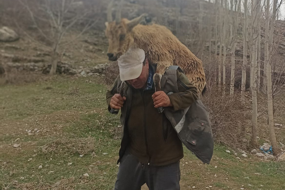 Hasta yaban keçisini 2 kilometre sırtında taşıdı