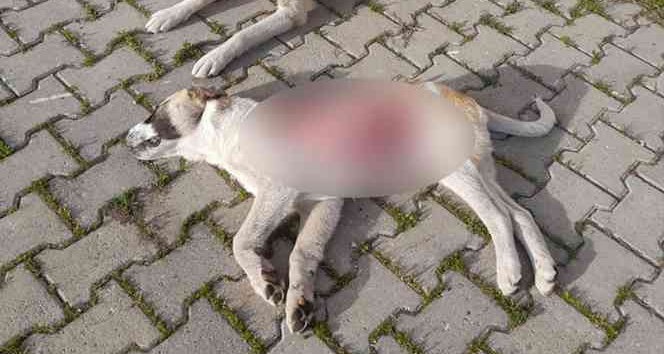 Yavru köpek derisi yüzülmüş halde ölü bulundu
